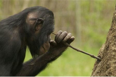 У карликовых шимпанзе впервые обнаружили способность делать орудия