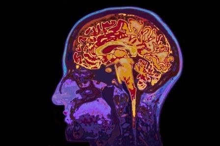 У мозга нет центрального «метронома»