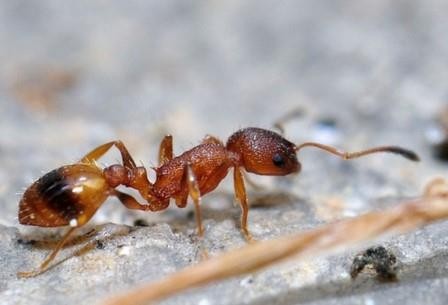 У муравьев во время ходьбы «отключается» мозг