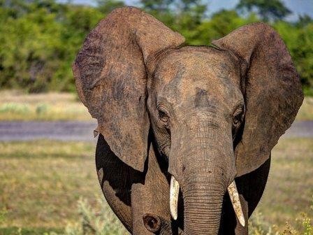 У слонов самое острое обоняние среди млекопитающих