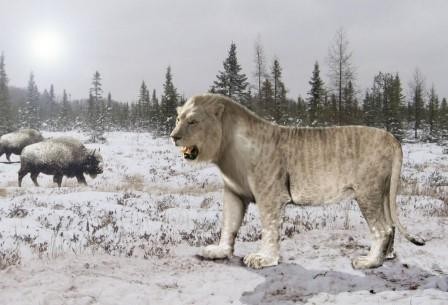 Ученые хотят клонировать пещерных львов