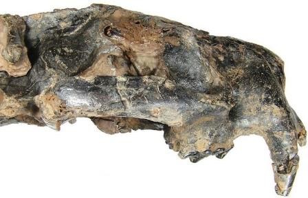 Ученые из рф и китая нашли в азии череп древней псевдо-саблезубой кошки