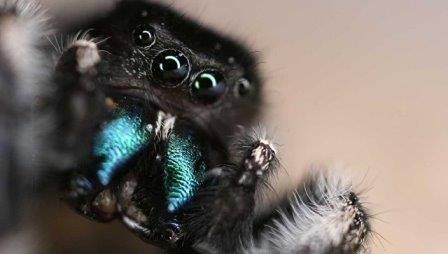 Ученые нашли аналог «чутья человека-паука» у настоящих пауков