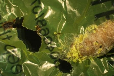 Ученые нашли гусеницу, которая ест полиэтиленовые пакеты