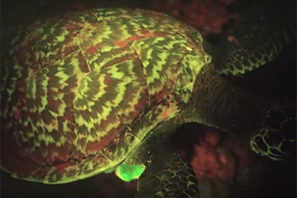 Ученые нашли первую в мире светящуюся в темноте рептилию. видео