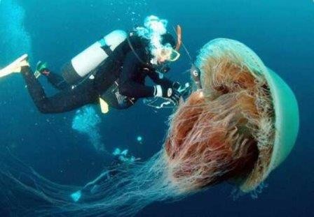 Ученые нашли сходства между человеком и медузой