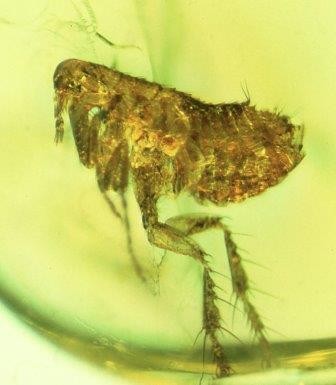 Ученые нашли внутри янтаря чумную бактерию возрастом в 20 млн лет