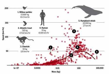 Ученые объяснили, почему животные среднего размера — самые быстрые