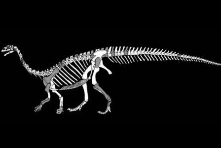 Ученые опознали новый вид динозавра в останках, найденных в африке в 1930-х годах