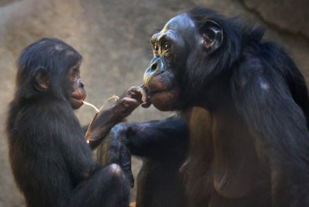 Ученые определили, когда жили «адамы» различных приматов