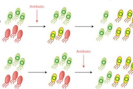 Ученые опровергли миф о том, что антибиотики ускоряют обмен генами у бактерий