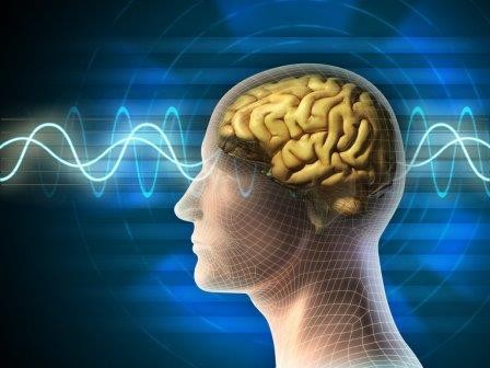 Ученые открыли генетическую программу старения мозга человека