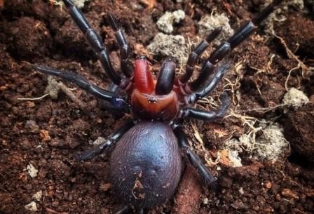 Ученые поймали паука-«дракулу» с красными клыками