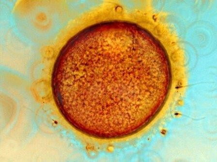 Ученые получили половые клетки из клеток кожи