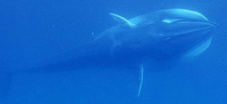Ученые получили снимки редчайшего кита земли