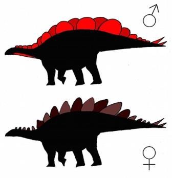 Ученые поспорили о половых различиях стегозавров
