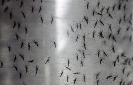 Ученые предлагают бороться с переносящими малярию москитами с помощью пауков