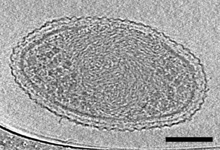 Ученые сфотографировали ультрамалые бактерии