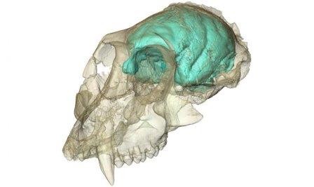 Ученые создали трехмерную модель мозга древнейшей обезьяны