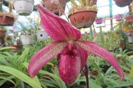 Ученые в нижнем новгороде вывели новый вид орхидеи «лобачевский»