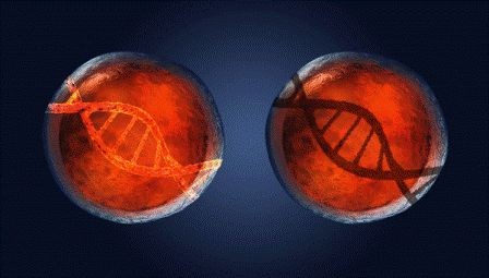 Ученые впервые отключили ген в «полноценном» человеческом зародыше