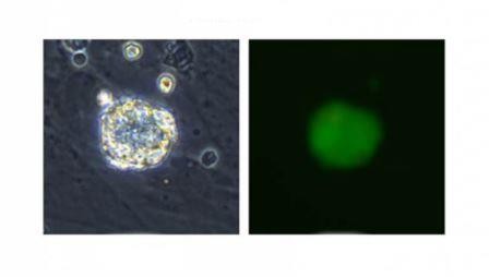 Ученые впервые получили исходные стволовые клетки человека