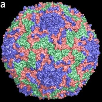Ученые впервые получили трехмерную «атомную» фотографию вируса