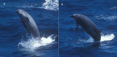Ученые впервые сняли редчайшего кита на видео