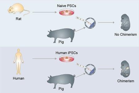 Ученые впервые создали зародыш с клетками человека и свиньи
