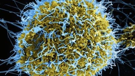Ученые выяснили, что эволюцией человечества «дирижировали» вирусы