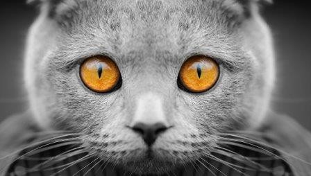 Ученые выяснили, как паразит кошек «зомбирует» их владельцев