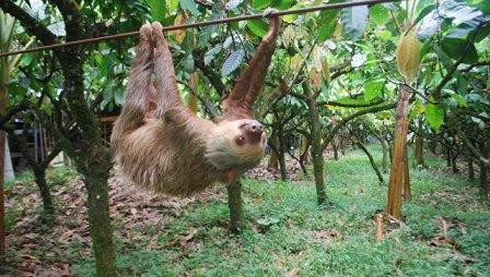 Ученые выяснили, почему ленивцы стали ленивыми