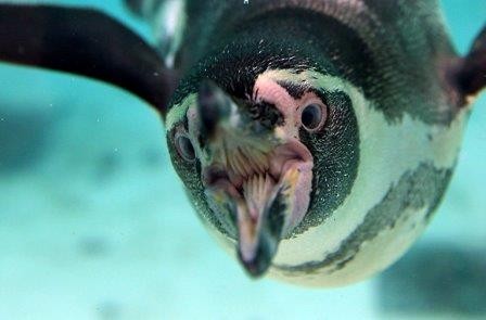 Ученые выяснили, почему перья пингвинов не покрываются льдом