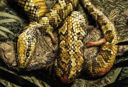 Ученые выяснили, почему змеи лишились ног