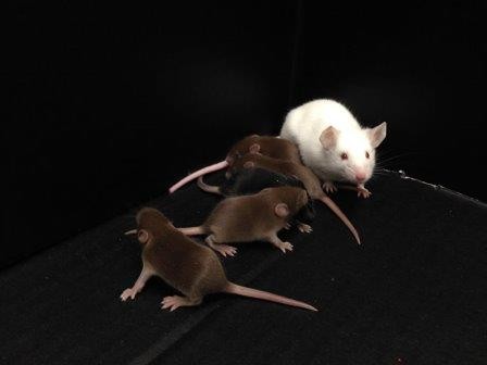 Ученые вырастили самца мыши без мужской y-хромосомы