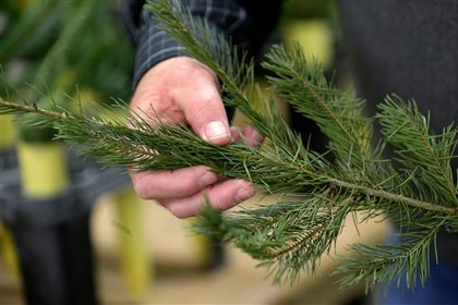 Ученые задумались о спасении хвои на новогодних елках