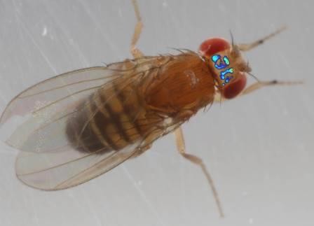 Ученые заглянули в мозг свободно движущейся и спаривающейся мухи
