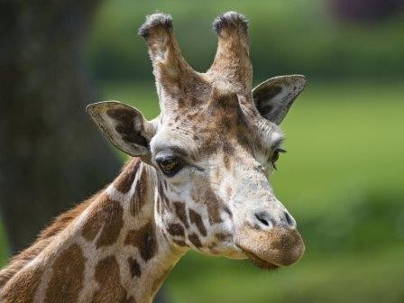 Ученым удалось услышать гудящие «песни» жирафов