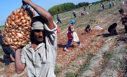 Узбекистан проигрывает войну с опустыниванием - «экономика»