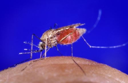 В африке появился новый вид малярийного комара