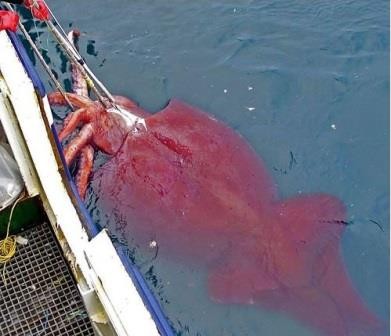 В антарктических водах поймали 350 килограммового кальмара