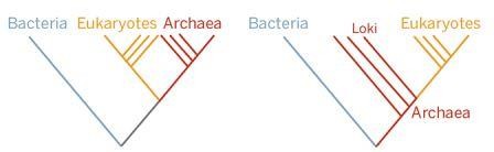 В атлантическом океане найден микроорганизм локи