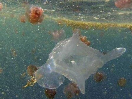 В австралии нашли новый вид смертельной медузы