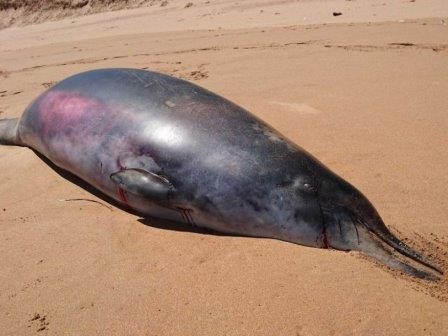 В австралии обнаружен редкий кит с «лишними» зубами