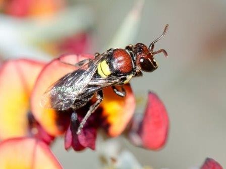 В австралии открыты четыре новых вида пчел