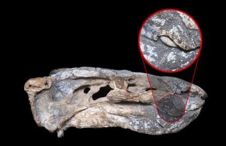 В бразилии нашли дицинодонта со сверхкороткими клыками