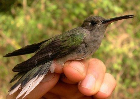 В бразилии открыт новый вид колибри