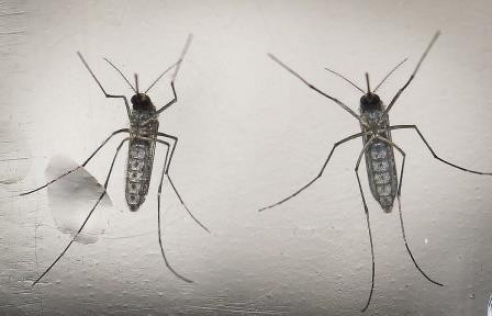В бразилии производят генетически модифицированных комаров