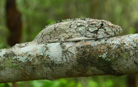 В доминикане обнаружен новый вид хамелеонообразных ящериц