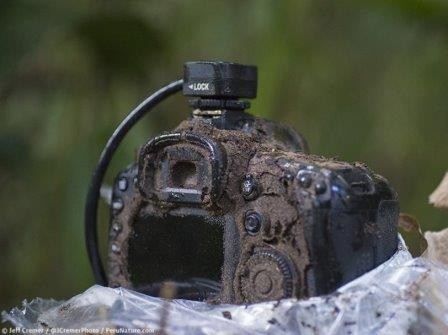 В фотокамере любителя дикой природы поселилась колония термитов